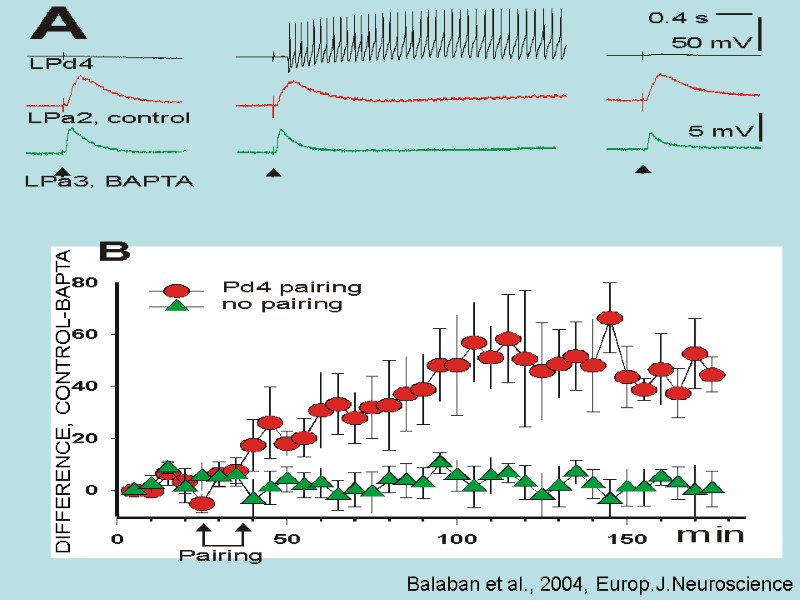 Balaban et al., 2004, Europ.J.Neuroscience DIFFERENCE, CONTROL-BAPTA